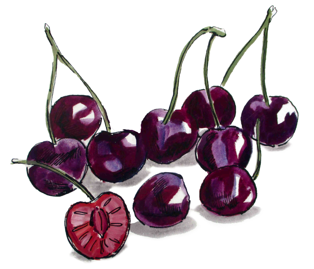 cherries illustration