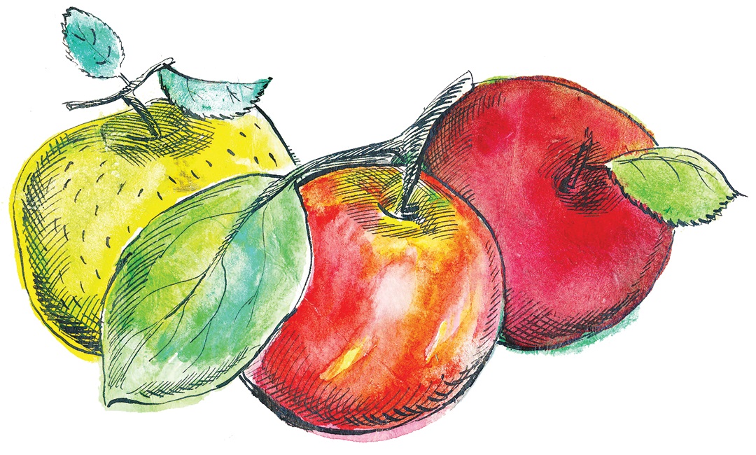 apples illustration