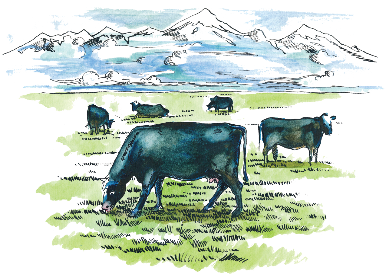 beef illustration