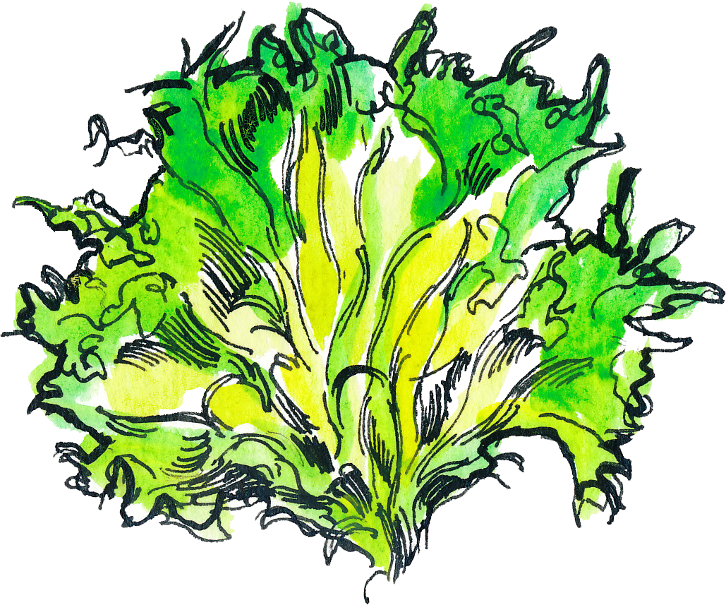 leafy greens illustration